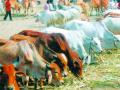 जनावरे पाळण्याचा तुमच्याकडे परवाना आहे का? - Marathi News | Do you have a license to livestock? | Latest nagpur News at Lokmat.com