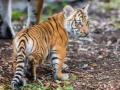 कऱ्हांडलाच्या जंगलात उपाशी फिरताहेत वाघाचे बछडे - Marathi News | Tiger calves are starving in the forest of Karhandala | Latest nagpur News at Lokmat.com
