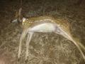 गोंदियाच्या खुर्शीपार जंगलात झाली तीन हरिणांची शिकार - Marathi News | Three deer hunts in Gondiya's Khurdshapar forest | Latest gondia News at Lokmat.com
