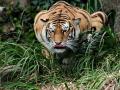 चंद्रपूर जिल्ह्यात वाघाच्या हल्ल्यात दोन शेतकरी जखमी - Marathi News | Two farmers injured in tiger attack in Chandrapur district | Latest chandrapur News at Lokmat.com