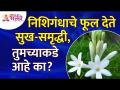 निशिगंधाच्या फूलाबद्दल महत्वपूर्ण माहिती बघूयात | Tuberose Flowers Information | Nishigandha Plant - Marathi News | Let's see important information about tuberose flower Tuberose Flowers Information | Nishigandha Plant | Latest bhakti Videos at Lokmat.com