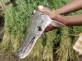 पंचगंगेत आढळला मासे खाणारा धोकादायक मासा - Marathi News | Rare alligator fish found in Panchganga river | Latest environment News at Lokmat.com