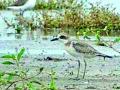 मोठा चिखल्या पक्ष्याची दुर्मिळ नोंद - Marathi News | The rare record of the big muddy fowl | Latest amravati News at Lokmat.com