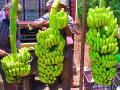 सहा महिन्यात केळीचे भाव अर्ध्यावर; शेतकऱ्यांना फटका - Marathi News | Banana prices halved in six months; Hit the farmers | Latest amravati News at Lokmat.com