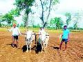 धानक्षेत्रात यंदा 27 हजार हेक्टर वाढ - Marathi News | 27,000 hectare increase in paddy field this year | Latest bhandara News at Lokmat.com