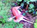 हरीण मृतावस्थेत आढळले - Marathi News | Deer found in the dead | Latest bhandara News at Lokmat.com