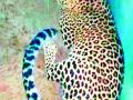 जीवाच्या भीतीपोटी बिबट्याचा बाथरूममध्ये तीन तास मुक्काम - Marathi News | Fearing for his life, the leopard stayed in the bathroom for three hours | Latest bhandara News at Lokmat.com