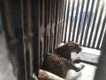 चाडेगावला बिबट्या जेरबंद - Marathi News | Leopard confiscated at Chadegaon | Latest nashik News at Lokmat.com