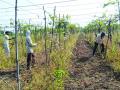 शेतकऱ्याने दोन एकरावरील द्राक्ष बाग केली नष्ट - Marathi News | The farmer destroyed a vineyard on two acres in Buldhana District | Latest buldhana News at Lokmat.com