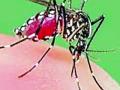 दहा महिन्यात ५७ रूग्णांना डेंग्यूचा डंख - Marathi News | 57 patients in Dengue | Latest chandrapur News at Lokmat.com