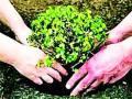 शेतकऱ्यांना मोफत देणार तुतीची रोपे - Marathi News | Mulberry seedlings free of cost to farmers | Latest chandrapur News at Lokmat.com
