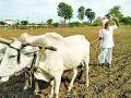 पाणावले डोळे कोरड्या आकाशाकडे - Marathi News | Dried eyes dry up in the sky | Latest chandrapur News at Lokmat.com