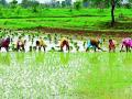 दीड लाख हेक्टर क्षेत्रावर होणार भात रोवणी - Marathi News | Paddy Roaning will be done on 1.5 lakh hectare area | Latest chandrapur News at Lokmat.com