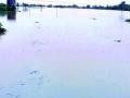 शेकडो हेक्टर शेती पुराच्या पाण्याखाली - Marathi News | Hundreds of hectares of agricultural land | Latest chandrapur News at Lokmat.com