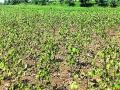 शेतकऱ्यांच्या स्वप्नांचा पुन्हा चुराडा - Marathi News | Reopen the dreams of farmers | Latest chandrapur News at Lokmat.com