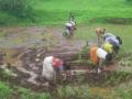 समाधानकारक पावसाने शेतीकामांना वेग - Marathi News | Satisfactory rains speed up farming | Latest nashik News at Lokmat.com