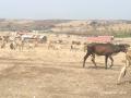 दिंडोरी तालुक्यात चाऱ्याअभावी जनावरांची भटकंती सुरु - Marathi News | In Dindori taluka, stray animals started fluttering | Latest nashik News at Lokmat.com