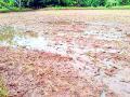 अतिवृष्टीने शेतकऱ्यांच्या डोळ्यात आणले पाणी - Marathi News | The rain brought water to the eyes of the farmers | Latest gadchiroli News at Lokmat.com