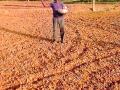 पावसाच्या उसंतीमुळे आवत्याचे क्षेत्र वाढणार - Marathi News | The rainy season will increase the recurrence area | Latest gadchiroli News at Lokmat.com