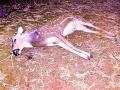 खुर्शीपार जंगलात तीन हरणांची शिकार - Marathi News | Three deer hunting in Khurshipar forest | Latest gondia News at Lokmat.com
