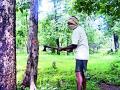 वृक्षांची सर्रास कत्तल - Marathi News | The most common slaughter of trees | Latest gondia News at Lokmat.com