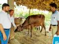 १.२२ लाख दुधाळू जनावरांना ‘युनिक कोड’ - Marathi News | 1.22 lakh milk animals 'unique code' | Latest gondia News at Lokmat.com