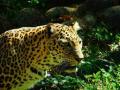 शेवगेडांग शिवारात बिबटयाचा वासरावर हल्ला - Marathi News | Leopard attacks calf in Shevgedang Shivara | Latest nashik News at Lokmat.com