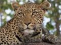 बिबट्याच्या वास्तव्याने शेतकऱ्यांमध्ये भीती - Marathi News | Fear among farmers over leopard presence | Latest nandurbar News at Lokmat.com