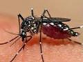 कोरोनासोबत डेंग्यूलाही सामोरे जाणार - Marathi News | Corona will also deal with dengue | Latest nandurbar News at Lokmat.com