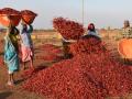 मिरचीची ‘लाली’ पसरली ७५ हजार क्विंटलच्या पुढे - Marathi News | The 'redness' of chilli spread beyond 3,000 quintals | Latest nandurbar News at Lokmat.com