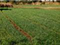 ढगाळ वातावरण : शेतकऱ्यांनो गहू, हरभरा या पिकांना जपा! - Marathi News | Cloudy weather: Farmers, take care of wheat and gram crops! | Latest nandurbar News at Lokmat.com