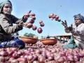 येवल्यात कांदा बाजारभाव स्थिर - Marathi News | Onion market prices stable in Yeola | Latest nashik News at Lokmat.com