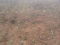 पावसाने ओढ दिल्याने शेतकरी चिंतातूर - Marathi News | Farmers worry because of rain fed by rain | Latest nashik News at Lokmat.com