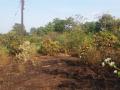 वेंगुर्ल्यात आंबा, काजू कलमांना आग, सुमारे एक लाख रुपयांचे नुकसान - Marathi News |  Fire in mangoes, cashew nuts in Vangurli, loss of about one lakh rupees | Latest sindhudurga News at Lokmat.com
