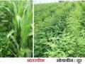 वणी परिसरात पावसाची हजेरी शेतकरीवर्गात समाधान व्यक्त - Marathi News | The presence of rain in Wani area expressed satisfaction among the farmers | Latest nashik News at Lokmat.com