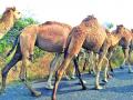 उंटाच्या तस्करीची टोळी सक्रीय - Marathi News | Camel smuggling gangs active in Washim | Latest vashim News at Lokmat.com