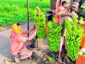 केळी उत्पादकांना भावात 300 रुपयांचा फटका - Marathi News | Banana growers hit Rs 300 | Latest vardha News at Lokmat.com