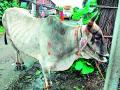 वीज पडून दोन जनावरे जखमी - Marathi News | Two cattle injured in lightning | Latest vardha News at Lokmat.com