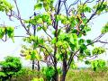 हिंदी विश्वविद्यालयात आढळले दुर्लभ वृक्ष - Marathi News | Rare tree found in Hindi University | Latest vardha News at Lokmat.com