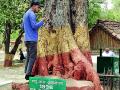 पिंपळ वृक्ष कीडमुक्त करण्यासाठी आश्रमची धडपड - Marathi News | Ashram's struggle to relieve pimple tree pest | Latest vardha News at Lokmat.com