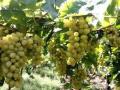 द्राक्षांवर निर्यातीसाठी प्रमाणित औषधांचाच वापर करा - Marathi News |  Use only certified medicines for export to grapes | Latest nashik News at Lokmat.com