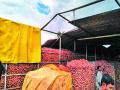 वादळी पावसामुळे कांद्याचे शेड जमीनदोस्त - Marathi News | Onion shredded due to windy rain | Latest nashik News at Lokmat.com