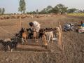 मेंढपाळांवरील हल्ले त्वरीत रोखा, अन्यथा रस्त्यावर उतरु; महाराष्ट्र यशवंत सेनेचा सरकारला इशारा - Marathi News | Quickly stop attacks on shepherds Demand Maharashtra Yashwant Sena warns the government | Latest maharashtra News at Lokmat.com