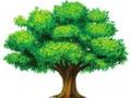 रेडिमेड झाडांसाठी तीन कोटी - Marathi News |  Three crores for the readymade trees | Latest nashik News at Lokmat.com