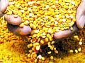 नागपुरात उन्हानंतर वाढणार तुरीचे भाव - Marathi News | The price of tur dal will increase in summer in Nagpur | Latest nagpur News at Lokmat.com