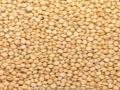 ६११३ क्विंटल भरडधान्याची खरेदी - Marathi News | Purchase of 6113 quintals of coarse grains | Latest dhule News at Lokmat.com