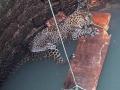 भक्ष्याच्या शोधात आलेला बिबट्या पडला विहिरीत - Marathi News | The leopard came in search of the hunter fall the well | Latest sindhudurga News at Lokmat.com