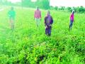 प्रयोगशील शेतकरी; काकडीनं केली बळीराजाच्या आयुष्यात क्रांती - Marathi News | Experimental Farmers; Cucumber revolutionized the victim's life | Latest solapur News at Lokmat.com