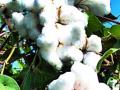 यंदा कपाशीची फक्त १६० किलो उत्पादकता - Marathi News | This year only 160 kg of cotton is produced | Latest amravati News at Lokmat.com