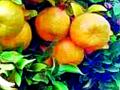 ५०० रुपये दराची संत्री २०० रुपये क्रेट; भाववाढीची आशा फोल - Marathi News | Oranges priced at Rs. 500, crates at Rs. 200; Falling hopes of inflation | Latest amravati News at Lokmat.com